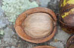 Mockernut hickory